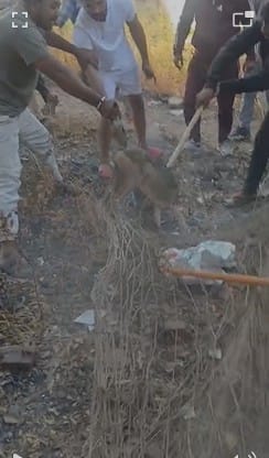 धुळे-शिरपूर न्यायालय परिसरात कोल्ह्याचा संचार, नागरिकांची पळापळ