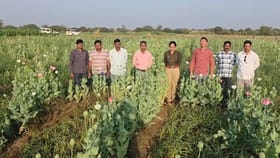 शिवसेना ठाकरे गटाच्या नेत्याचं मोठं कांड, शेतात पोहचताच पोलीसही हादरले.