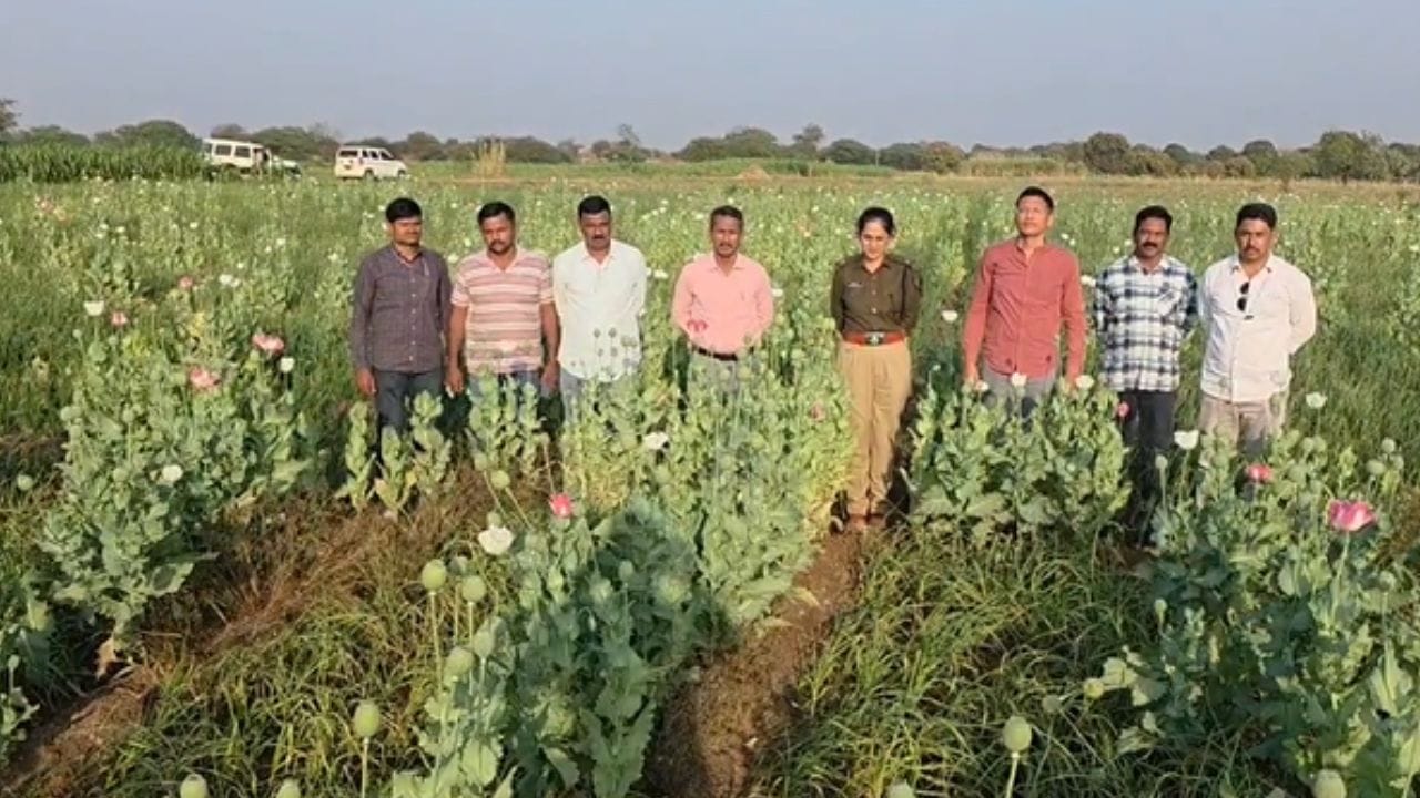 धाराशिवमधून एक धक्कादायक घटना समोर आली आहे, धाराशिव जिल्हा पोलिसांनी तब्बल 72 लाख 84 हजार रुपयांची अफूची झाडं जप्त केली आहेत. एवढ्या मोठ्या प्रमाणात अफूची झाडं जप्त करण्यात आल्यानं जिल्ह्यात खळबळ उडाली आहे.  