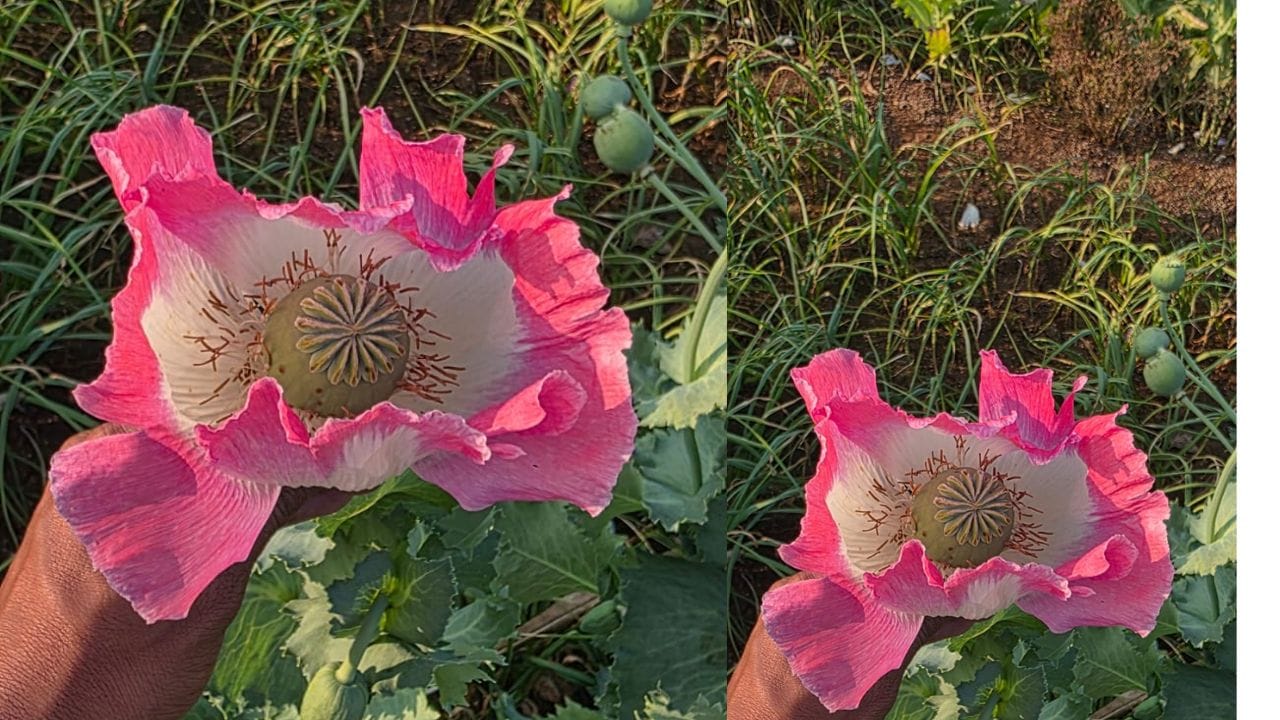 वाशी तालुक्यातील दशमेगाव येथे शिवसेना ठाकरे गटाच्या तालुका उपप्रमुखाच्या शेतामध्ये ही अफुची झाडं आढळून आली आहेत. पोलिसांनी शेतात छापा टाकून ही झाडं जप्त केली आहेत.