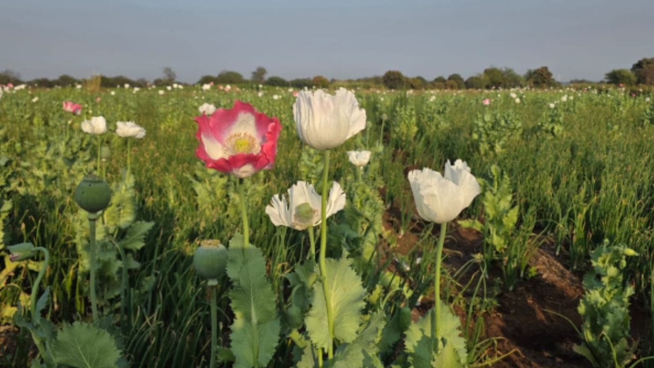 समोर आलेल्या माहितीनुसार वाशी तालुक्यातील दसमेगाव येथे अवैध पद्धतीने अफुची लागवड करण्यात आली होती, माहिती मिळताच पोलिसांनी घटनास्थळी छापा टाकला.  