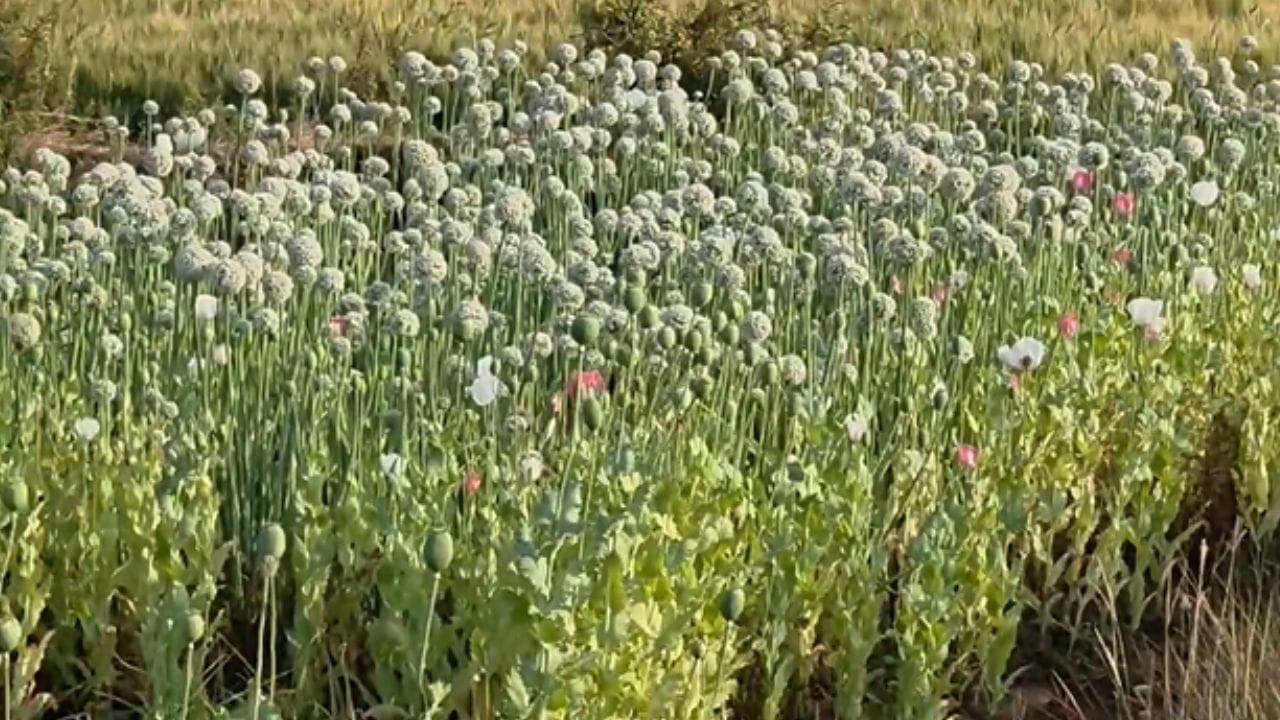 शेतामधून तब्बल 485 किलो वजनाची अफूची झाडे पोलिसांनी जप्त केली आहे, जप्त करण्यात आल्या झाडाची किंमत ही जवळपास 72 लाख 84 हजार रुपयांच्या घरात आहे. स्थानिक गुन्हे शाखा पोलिसांच्या वतीनं ही कारवाई करण्यात आली आहे.      