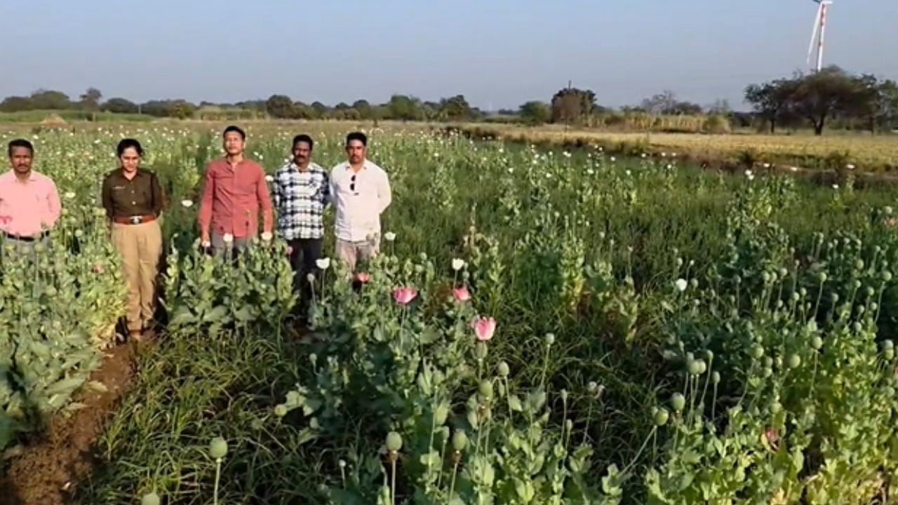 दरम्यान  अफूची झाडे लागवड करणाऱ्या शिवसेना ठाकरे गटाचा उप तालुकाप्रमुख समाधान उघडे याच्याविरोधात गुन्हा दाखल करण्यात आला असून, घटनेबाबत अधिक तपास सुरू असल्याची माहिती पोलिसांकडून देण्यात आली आहे.  