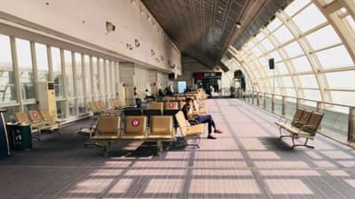 विमानतळावर महिला प्रवाशावर कुत्र्याचा हल्ला, उडाला गोंधळ, जखमी अवस्थेत...