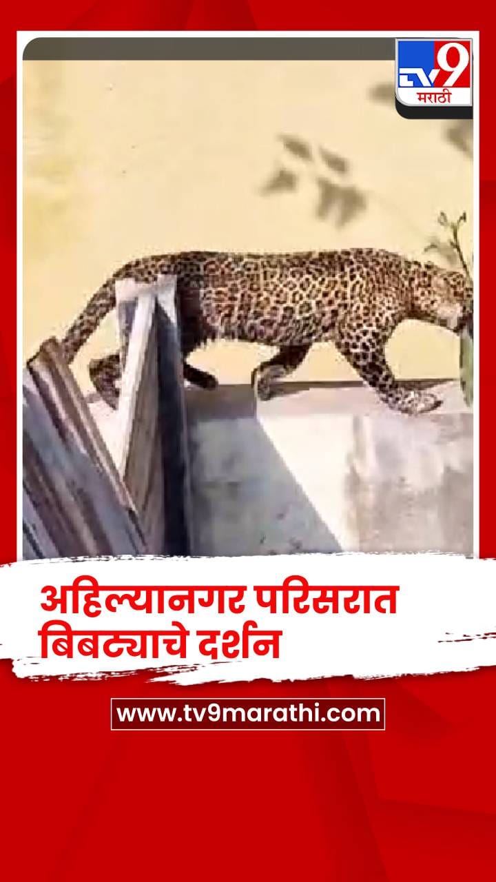 अहिल्यानगर परिसरात बिबट्याचे दर्शन, नागरिक दहशतीत Ahilyanagar Leopard ...