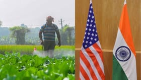 भारत अमेरिका व्यापार करारात कृषी आणि दुग्ध क्षेत्रावर गंभीर परिणाम....