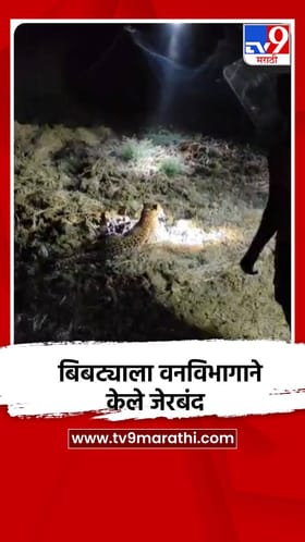 बिबट्याला वनविभागाने केले जेरबंद.