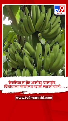 केळीच्या स्पर्धेत आमोदा, बामणोद, खिरोद्याच्या केळीच्या घडांनी मारली बाजी.