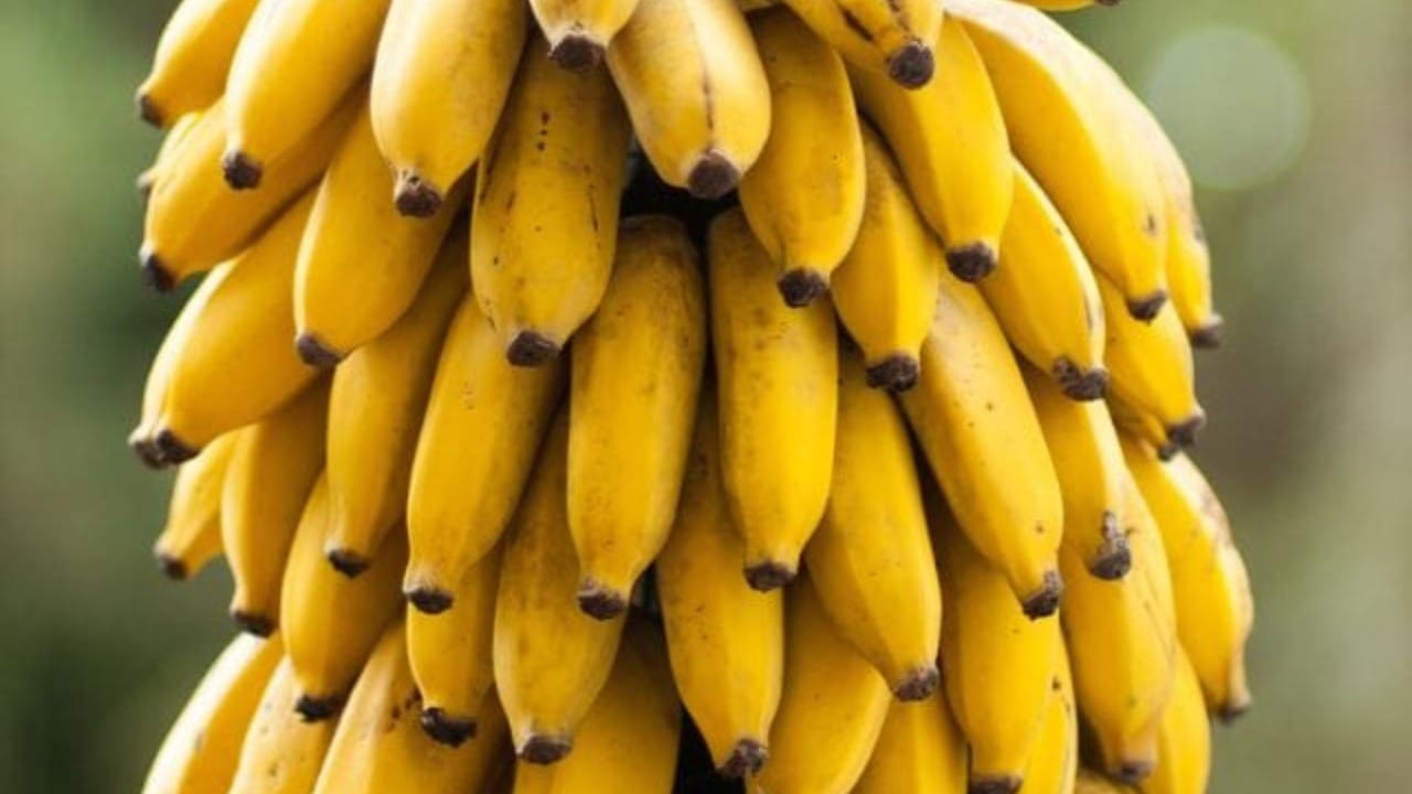 केळी हे केवळ चविष्ट फळ नसून ते नैसर्गिक कार्बोहायड्रेट्सचे ऊर्जा केंद्र आहे. केळीमध्ये असलेले ग्लुकोज, फ्रुक्टोज आणि सुक्रोज शरीराला झटपट ताकद देण्यासाठी अत्यंत प्रभावी ठरतात.