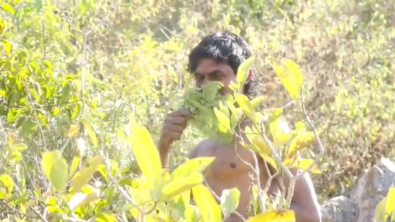 दररोज सकाळी झाडांचा पाला खाल्ल्यानंतर त्याचे पचन व्हावे म्हणून तो कठीण योगासने करतो. भूक लागली की वानरांप्रमाणे झाडावर चढून पाला खाणाऱ्या बुडन खानचे हे अजब वागणे सध्या सर्वांच्या कुतुहलाचा विषय ठरले आहे.