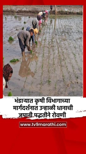 भंडारा जिल्ह्यात कृषी विभागाच्या मार्गदर्शनात उन्हाळी धानाची जपानी पद्धतीने रोवणी.