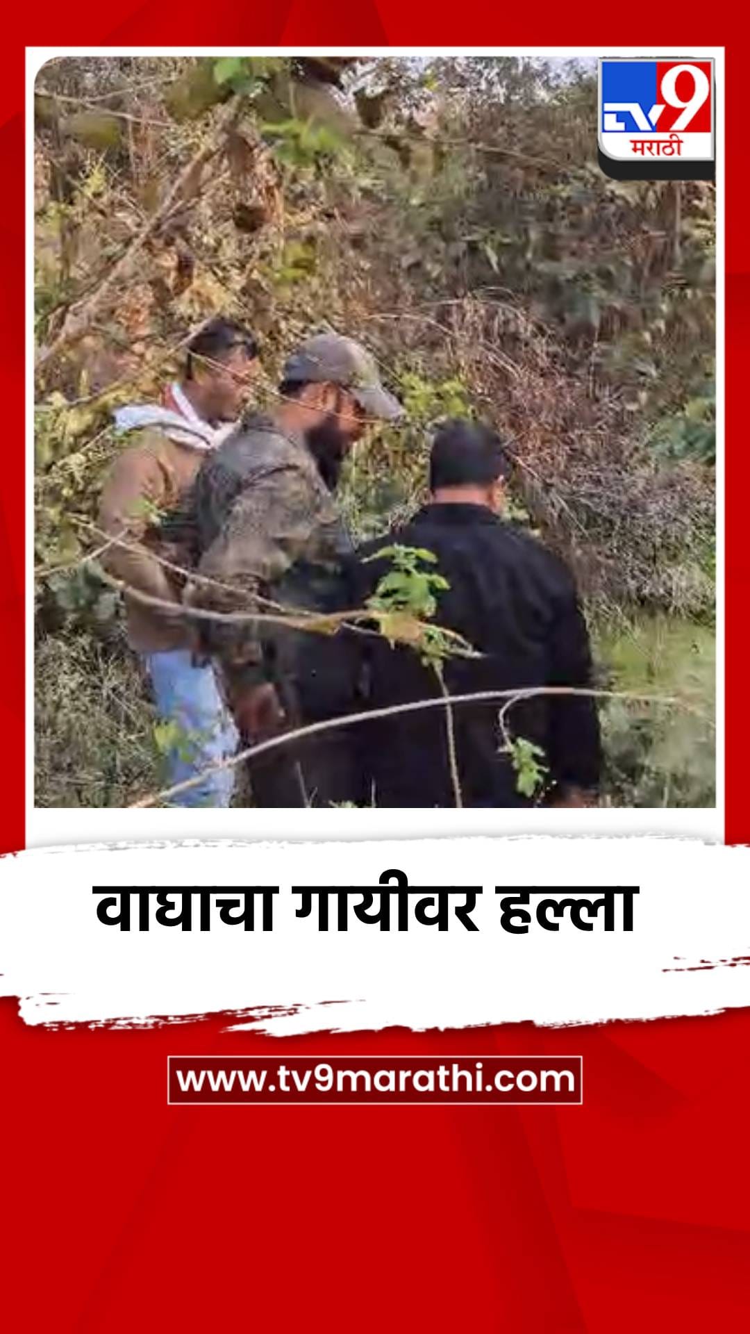 भंडाऱ्यात वाघाचा हल्ला, गोठ्यातील गाय ठार