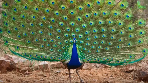 भारताचा राष्ट्रीय पक्षी : तुम्हाला भारताच्या राष्ट्रीय पक्षाचे नाव माहिती असेल. मोर हा भारताचा राष्ट्रीय पक्षी आहे. तो पृथ्वीवरील सर्वात सुंदर पक्षी मानला जातो.