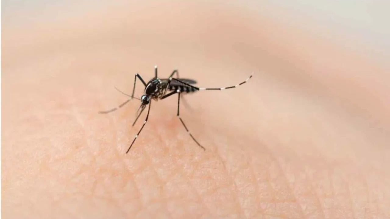 त्वचेतून निघणारे संकेत: आपल्या शरीरातील 80% लोक त्यांच्या त्वचेतून असे काही रासायनिक संकेत उत्सर्जित करतात, ज्यावरून मच्छरांना त्या व्यक्तीचा रक्तगट कोणता आहे हे समजते. जे लोक असे संकेत जास्त सोडतात, त्यांच्याकडे मच्छर लवकर आकर्षित होतात.