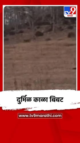 दुर्मिळ काळा बिबट.