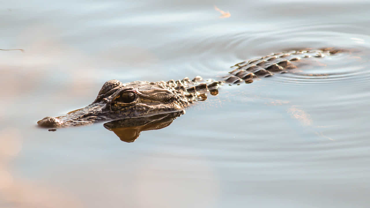 ना अभिनेता, ना खलनायक, 38 वर्षांपूर्वीचा हा चित्रपट मगरीमुळे सुपरहिट ठरला, कथा पाहण्यासाठी थिएटरमध्ये गर्दी