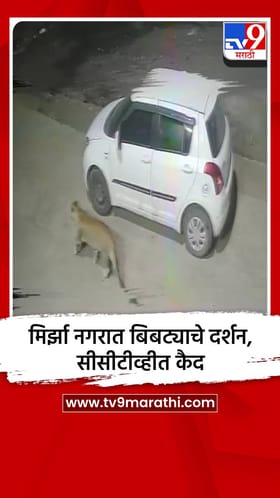मिर्झा नगरात बिबट्याचे दर्शन, सीसीटीव्हीत कैद