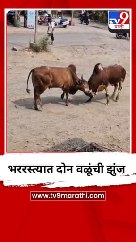 वाशिममध्ये भररस्त्यात दोन वळूंची झुंज.