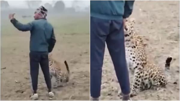 Video : शेतात शिरला बिबट्या, धाडसी शेतकऱ्याने आरामात मोबाईलने सेल्फी काढला..अन्