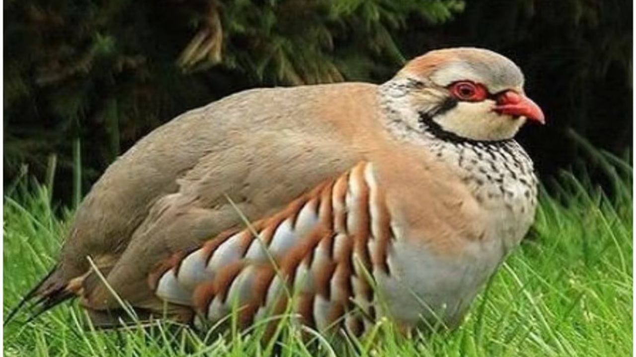 शारीरिक वैशिष्ट्ये : हा पक्षी तपकिरी-राखाडी रंगाचा असतो. त्याच्या डोळ्यांखाली एक काळी पट्टी असते आणि अंगावर काळ्या-कत्थई रंगाचे पट्टे असतात, ज्यामुळे तो खडकाळ भागात शत्रूंपासून स्वतःचा बचाव करू शकतो.