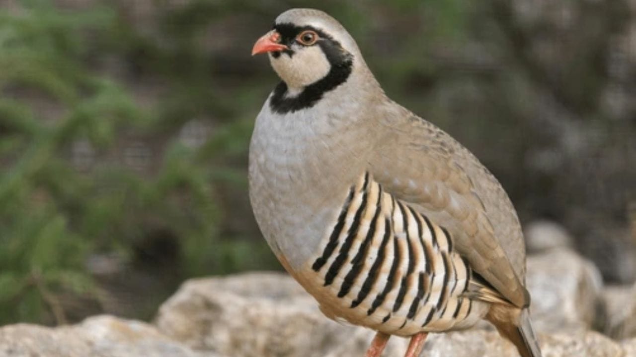 उंचीवर राहण्याची क्षमता : चकोर पक्षी समुद्रसपाटीपासून 2000 ते 4000 मीटर (सुमारे 4 किमी) उंचीवर देखील सहज जिवंत राहू शकतात.