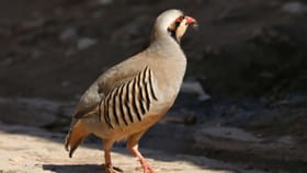 GK : भारताचा मोर, तर पाकिस्तानचा राष्ट्रीय पक्षी कोणता आहे?.