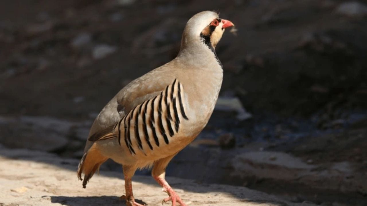 पाकिस्तानचा राष्ट्रीय पक्षी : पाकिस्तानचा अधिकृत राष्ट्रीय पक्षी 'चकोर' हा आहे. पौराणिक कथांनुसार, चकोर पक्षाचे चंद्रावर अतोनात प्रेम असते. तो रात्री चंद्रप्रकाशात (चांदण्यात) इतका तल्लीन होतो की, पापणीही न लववता तासनतास चंद्राकडे पाहत राहतो असे मानले जाते.