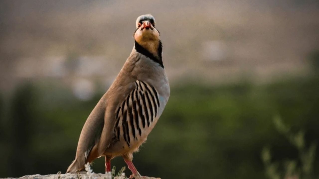 साहित्यातील स्थान :  आपल्या याच वैशिष्ट्यामुळे चकोर पक्षी सुफी संगीत आणि शास्त्रीय साहित्यात 'एकनिष्ठ प्रेमी' म्हणून ओळखला जातो. हे पक्षी दाट जंगलांऐवजी डोंगराळ भाग, उघड्या टेकड्या आणि खडकाळ प्रदेशात राहणे अधिक पसंत करतात.