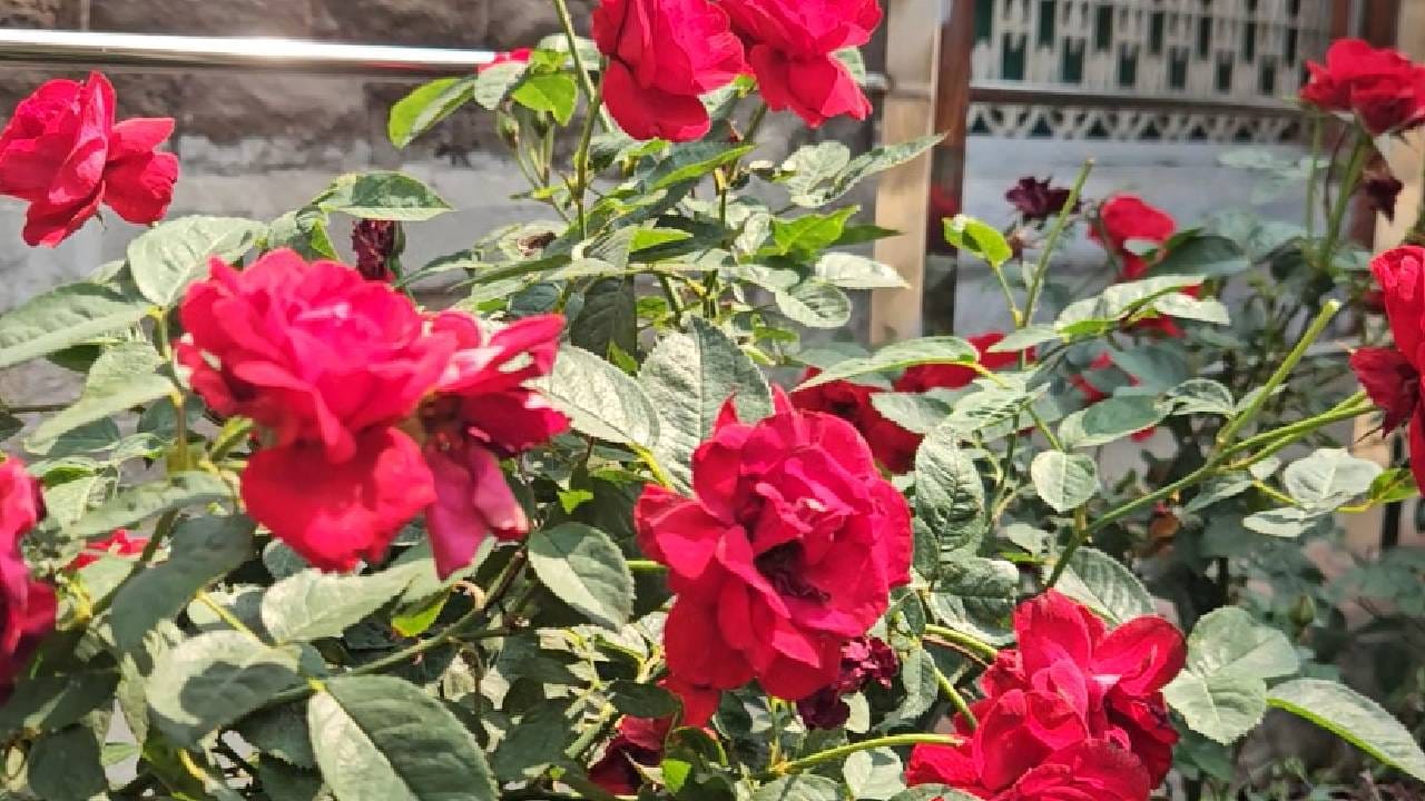 ५० वर्षे... एकच आशा... एकच वचन... आणि अखंड प्रतीक्षा. आजच्या वेगवान युगात प्रेमाच्या बदलत्या व्याख्यांमध्ये केकी मूस यांची ही कथा खऱ्या प्रेमाचं एक अनोखं उदाहरण ठरते. प्रेम कधी कधी मिळण्यात नसतं... तर आयुष्यभर वाट पाहण्यातही असतं.