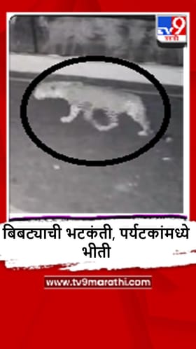 Amaravati : चिखलदऱ्यातील शासकीय विश्रामगृह परिसरात बिबट्याचा मुक्त संचार, पर्यटकांमध्ये दहशत.