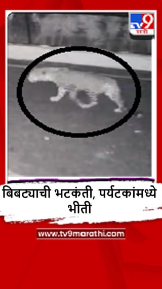 Amaravati : चिखलदऱ्यातील शासकीय विश्रामगृह परिसरात बिबट्याचा मुक्त संचार, पर्यटकांमध्ये दहशत