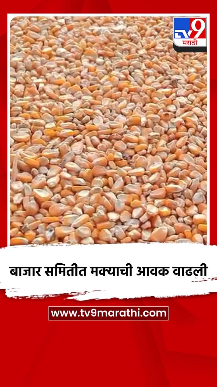 मालेगाव बाजार समितीत मक्याची आवक वाढली