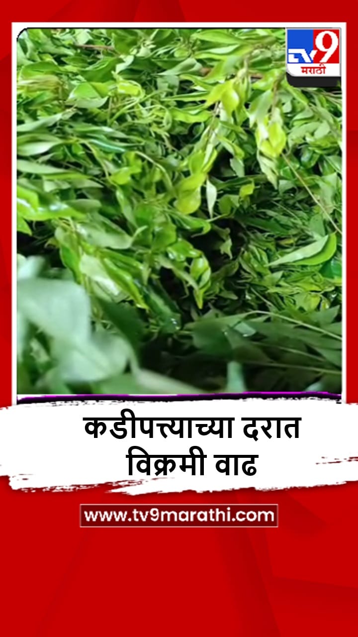 Navi Mumbai: एपीएमसी मार्केटमध्ये कडीपत्त्याच्या दरात मोठी वाढ, किलोचा भाव किती?