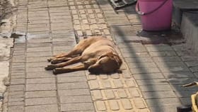 श्वानाला दुसऱ्या ठिकाणी हलवल्याने प्राणीप्रेमीने जे केलं ते....