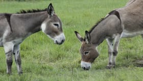GK : सर्वात अनोखा देश, चक्क गाढवाला बनवलं राष्ट्रीय प्राणी.