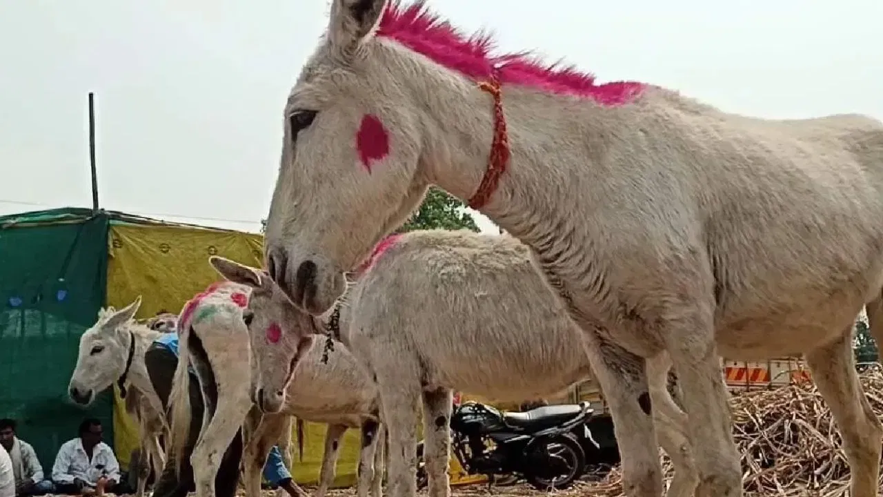 कष्टाचे प्रतीक: कॅटलान गढवे अत्यंत कष्टाळू, कणखर आणि लवचिक स्वभावाचे मानले जातात. ही त्यांची वैशिष्ट्ये तिथल्या लोकांच्या कार्यसंस्कृतीशी जोडली जातात.