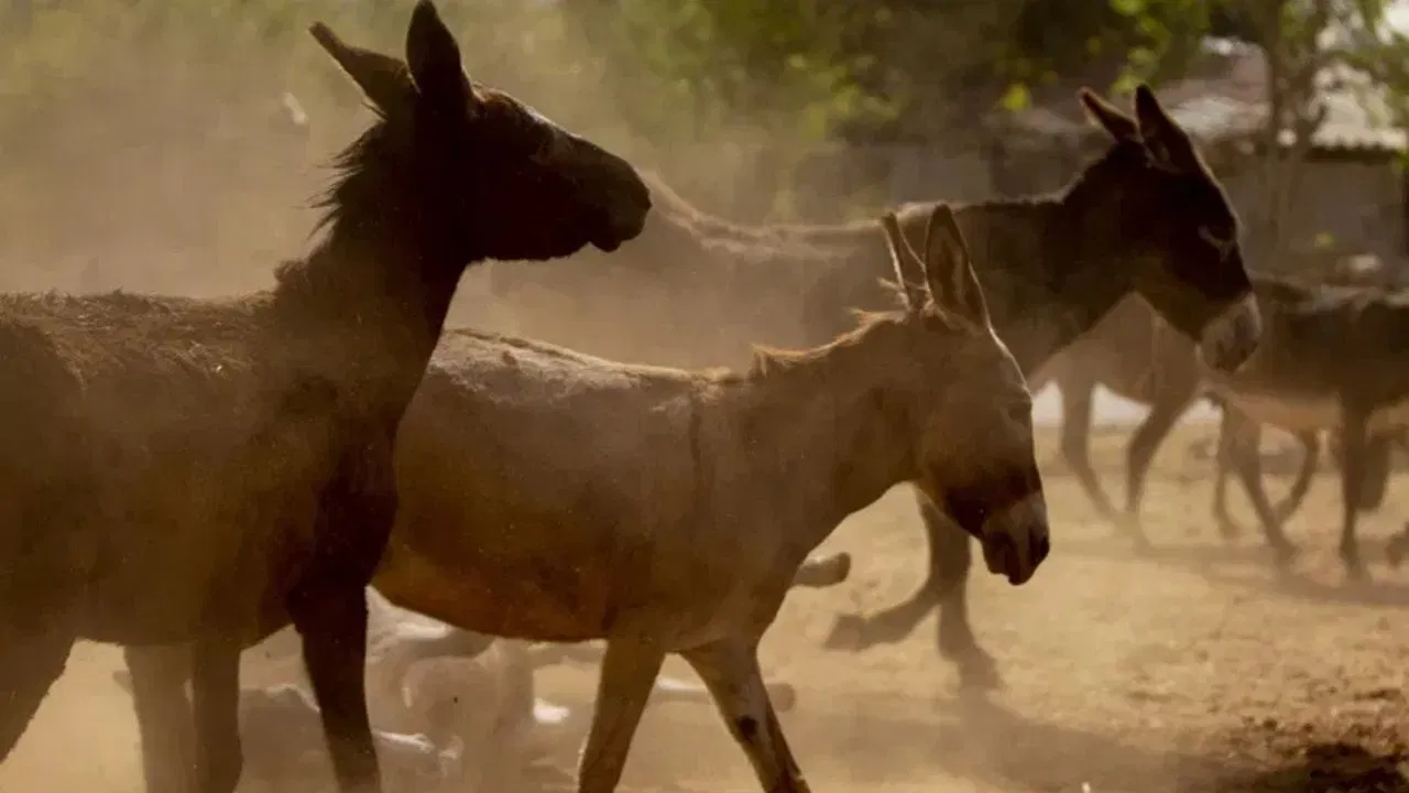 विशिष्ट प्रजात: येथे 'कॅटलान गाढव' (Catalan Donkey) ही गढवांची एक विशेष प्रजात आढळते, ज्याला राष्ट्रीय सन्मान दिला गेला आहे.
