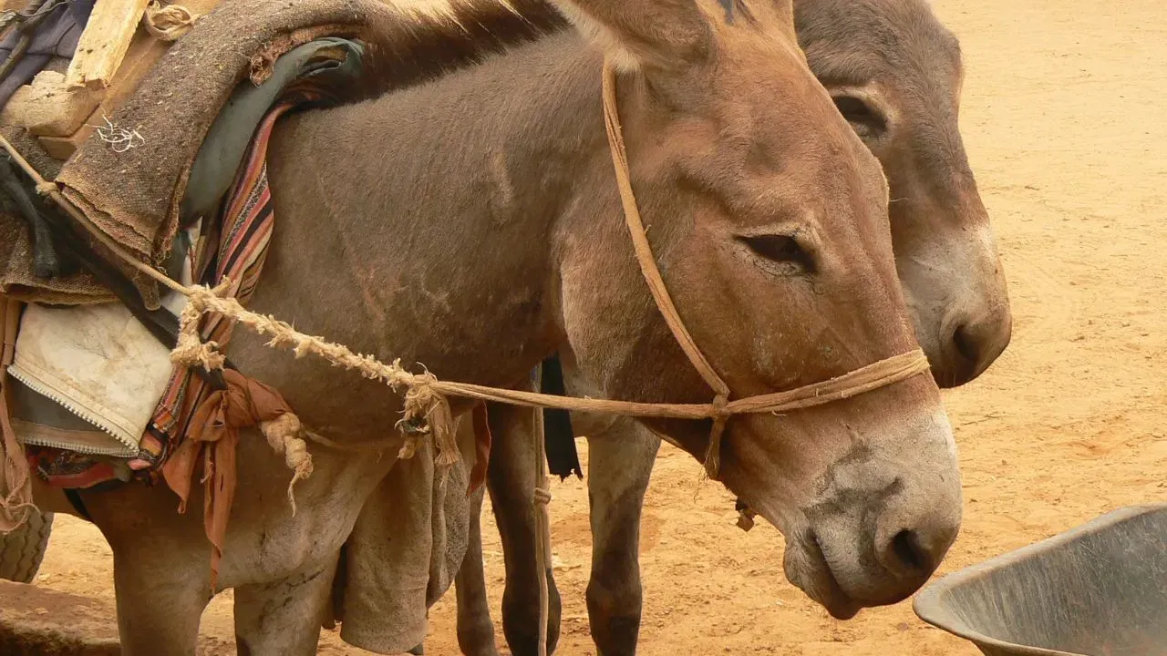 स्वातंत्र्याचे प्रतीक: कॅटलोनियामध्ये गढवाला केवळ प्राणी न मानता स्वातंत्र्याचे आणि त्यांच्या सांस्कृतिक अस्मितेचे प्रतीक मानले जाते. स्पेन व्यतिरिक्त, ब्रिटीश क्राउन डिपेंडन्सी असलेल्या ग्वेर्नसे (Guernsey) मध्येही गढवांना महत्त्वाचे स्थान आणि मान दिला जातो.