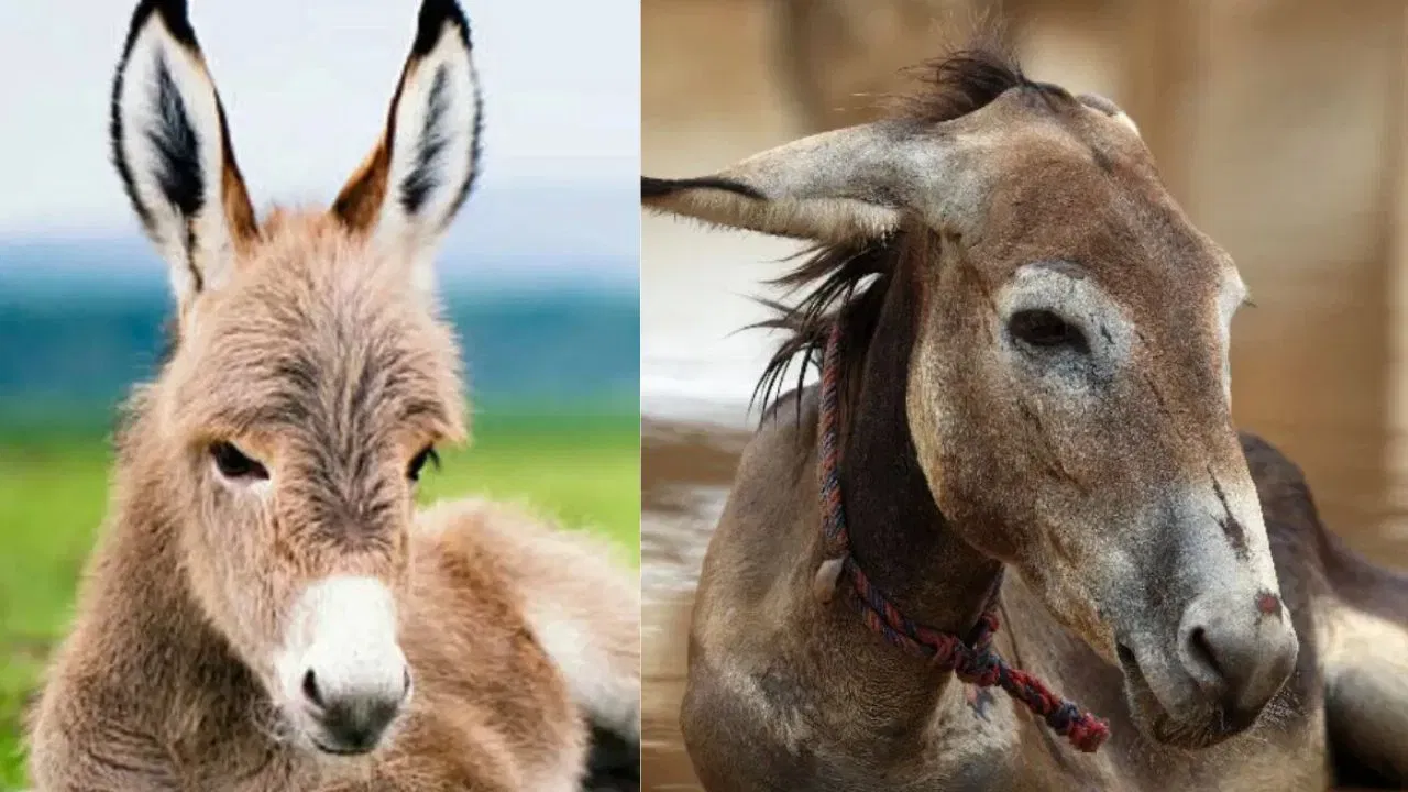 सांस्कृतिक ओळख: ज्याप्रमाणे भारताचा राष्ट्रीय प्राणी रॉयल बंगाल टायगर आहे, त्याचप्रमाणे कॅटलोनियाने आपल्या वेगळ्या ओळखीसाठी आणि स्थानिक संस्कृतीच्या संवर्धनासाठी गढवाची निवड केली आहे.