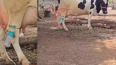 गायीचं दूध वाढवण्यासाठी देशी जुगाड... थेट पायालाच बांधली बॉटल; पुढे काय घडलं?