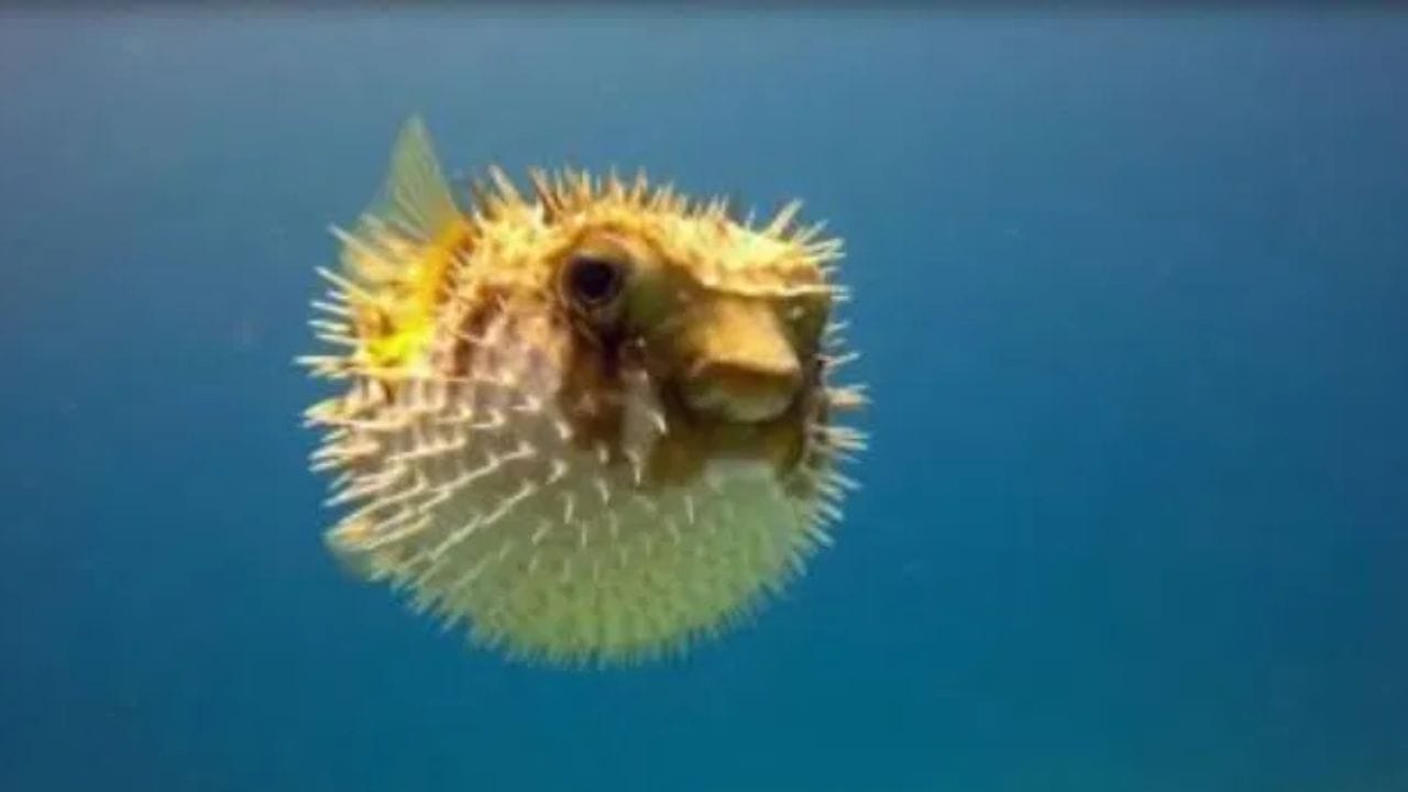 विशिष्ट शारीरिक रचना: जेव्हा या माशाला धोका जाणवतो, तेव्हा तो स्वतःच्या शरीरात पाणी किंवा हवा भरून घेतो आणि चेंडूसारखा फुगतो, ज्यामुळे शत्रू त्याच्यावर हल्ला करू शकत नाही. 