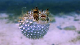 जगातील सर्वात खतरनाक मासा, एकाच वेळी घेऊ शकतो 30 लोकांचा जीव.