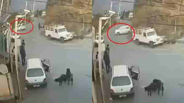 Viral Video: पत्नी पतीसोबत कारसह दरीत कोसळली, ड्रायव्हिंग शिकताना भयानक अपघात