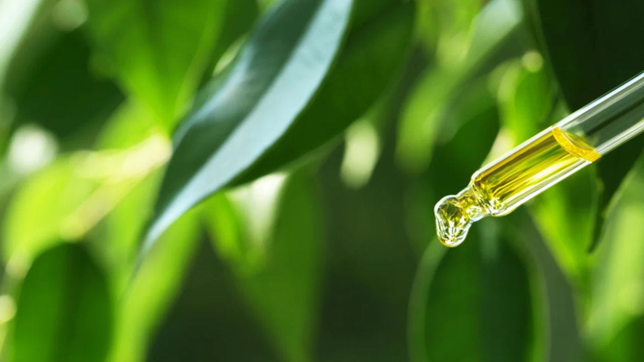 मोरींगा तेलाचा ‘या’ पद्धतीनं वापर केल्यामुळे काय फायदे होतात?