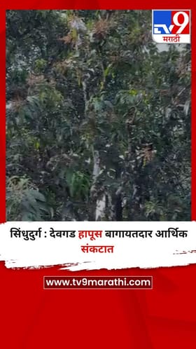 सिंधुदुर्ग : देवगड हापूस बागायतदार आर्थिक संकटात