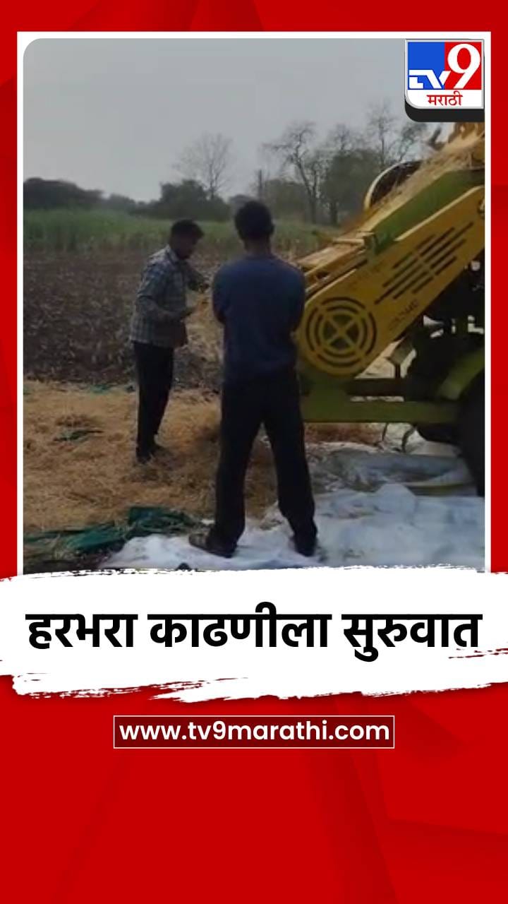 धुळे तालुक्यात हरभरा काढणीला सुरुवात