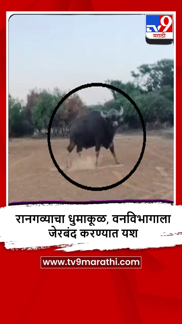 Phaltan : धरला एकदाचा, धुमाकूळ घालणाऱ्या रानगव्याला जेरबंद करण्यात यश