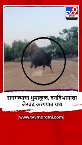 Phaltan : धरला एकदाचा, धुमाकूळ घालणाऱ्या रानगव्याला जेरबंद करण्यात यश.