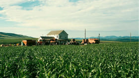 1500 कोटी बजेट अन् कमाई 6200 कोटी, सीनसाठी 500 एकरामध्ये लावली मक्का.