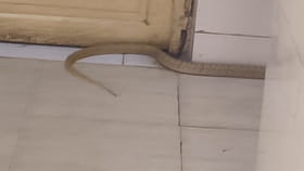 थेट ACP ऑफिसमध्ये घुसला 5.5 फुटांचा विषारी कोब्रा, बघताच महिलेने.....